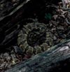 Georgia Rattlesnake