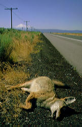 Coyote road kill near Mt. Shasta